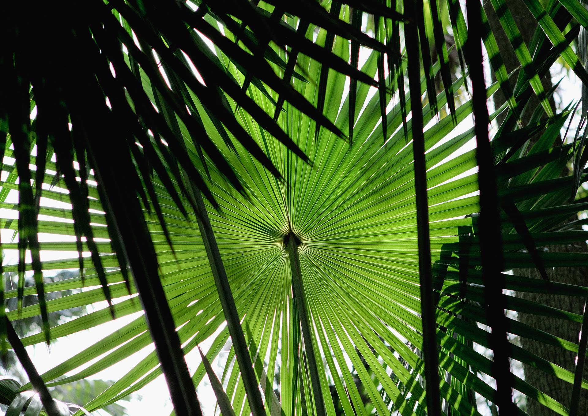 Pacific Palms Holiday Rentals | Top of the Palms